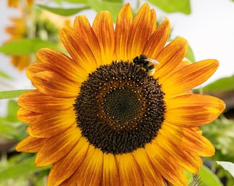 Semillas de girasol Autumn Beauty - Semillas de girasol orgánicas y sin OMG - Semillas tradicionales