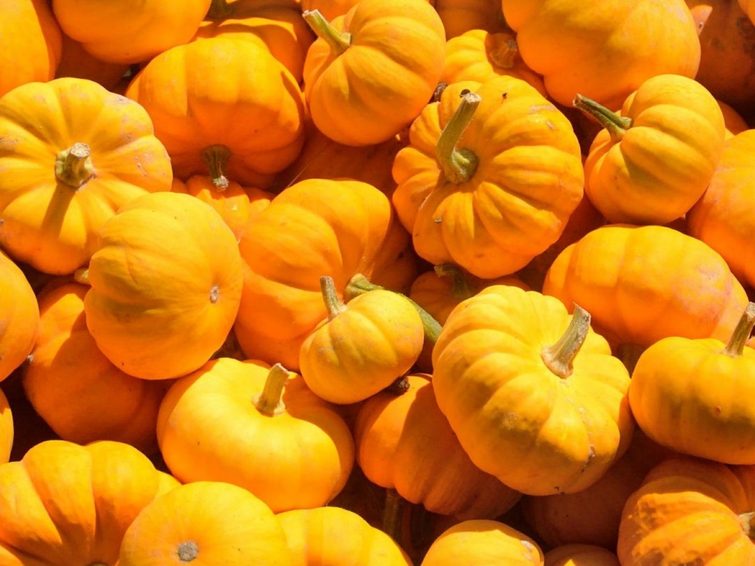Long Pie Pumpkin Seeds | Heirloom | Organic