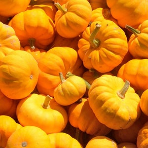 Semi di zucca Sugar Pie - Semi di zucca biologici e non OGM - Semi antichi - Coltiva le tue zucche a casa - Varietà a crescita rapida!