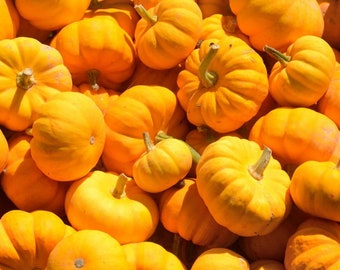 Sugar Pie Pumpkin Seeds - Organic & Non Gmo Pumpkin Seeds - Heirloom Seeds - Grow Your Own Pumpkins At Home - Fast Growing Variety!