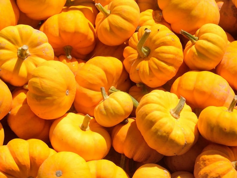 Puede incluir: Un primer plano de un grupo de peque&ntilde;as calabazas naranjas. Las calabazas est&aacute;n dispuestas en un patr&oacute;n aleatorio y todas son de diferentes tama&ntilde;os y formas.