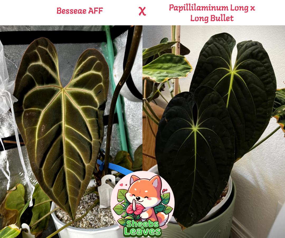 Anthurium Besseae AFF X Papillilaminum "long X Long Bullet" One-leaf  Seedlings - Etsy