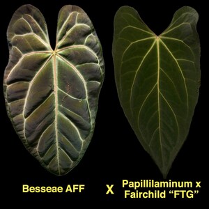 Anthurium Besseae AFF X (papillilaminum X FTG 'fairchild