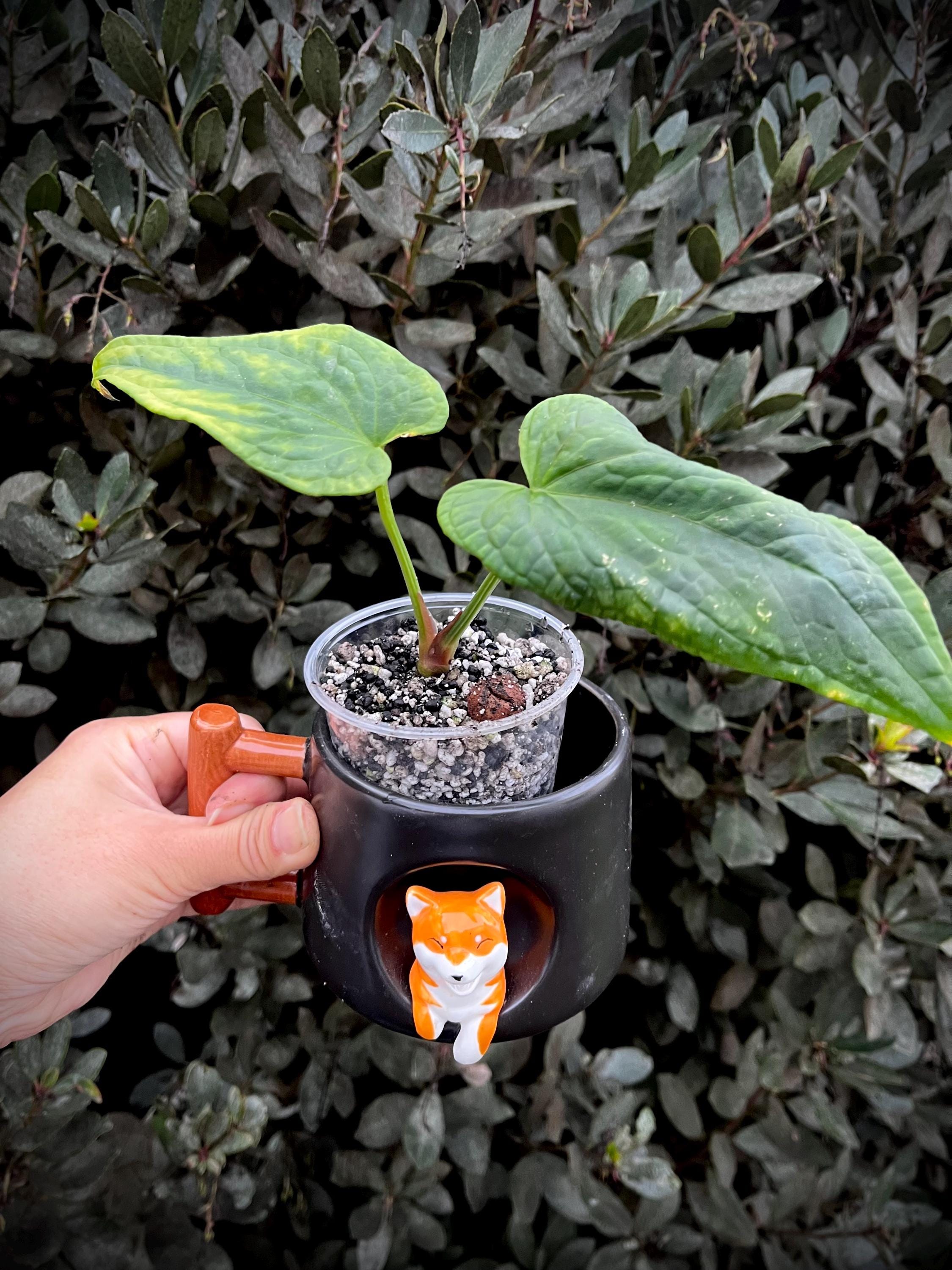 Anthurium Splendidum X Dressleri - Etsy