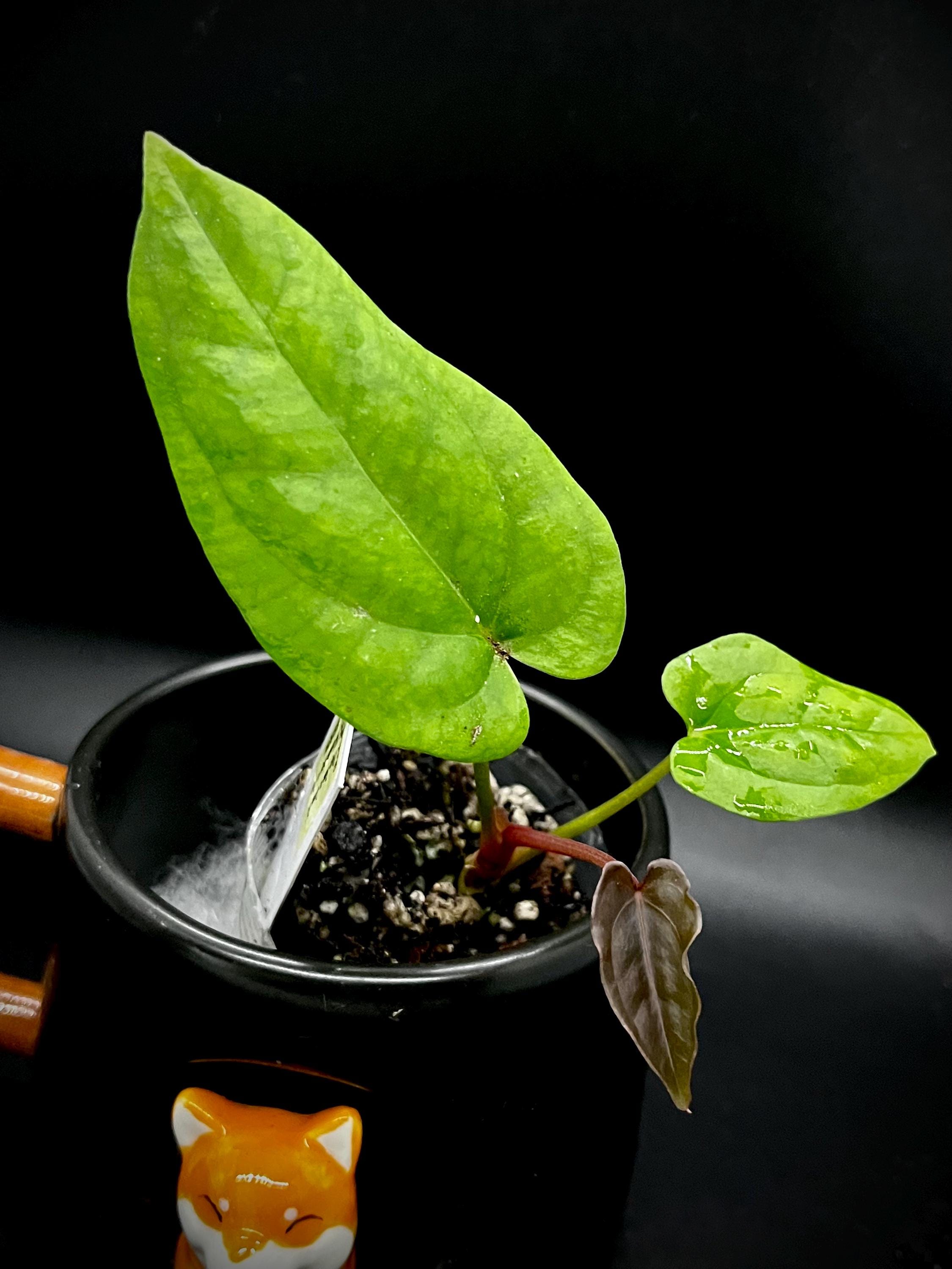 Anthurium (papillilaminum 'ree Gardens' X Dressleri 'rio Anthurium (papillilaminum 'ree Gardens' X Dressleri 'rio