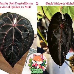 Anthurium [tezula (red Crystallinum X Ace of Spades) X NOID] X