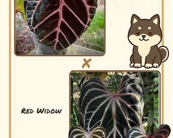 Anthurium [tezula (red Crystallinum X Ace of Spades) X NOID] X