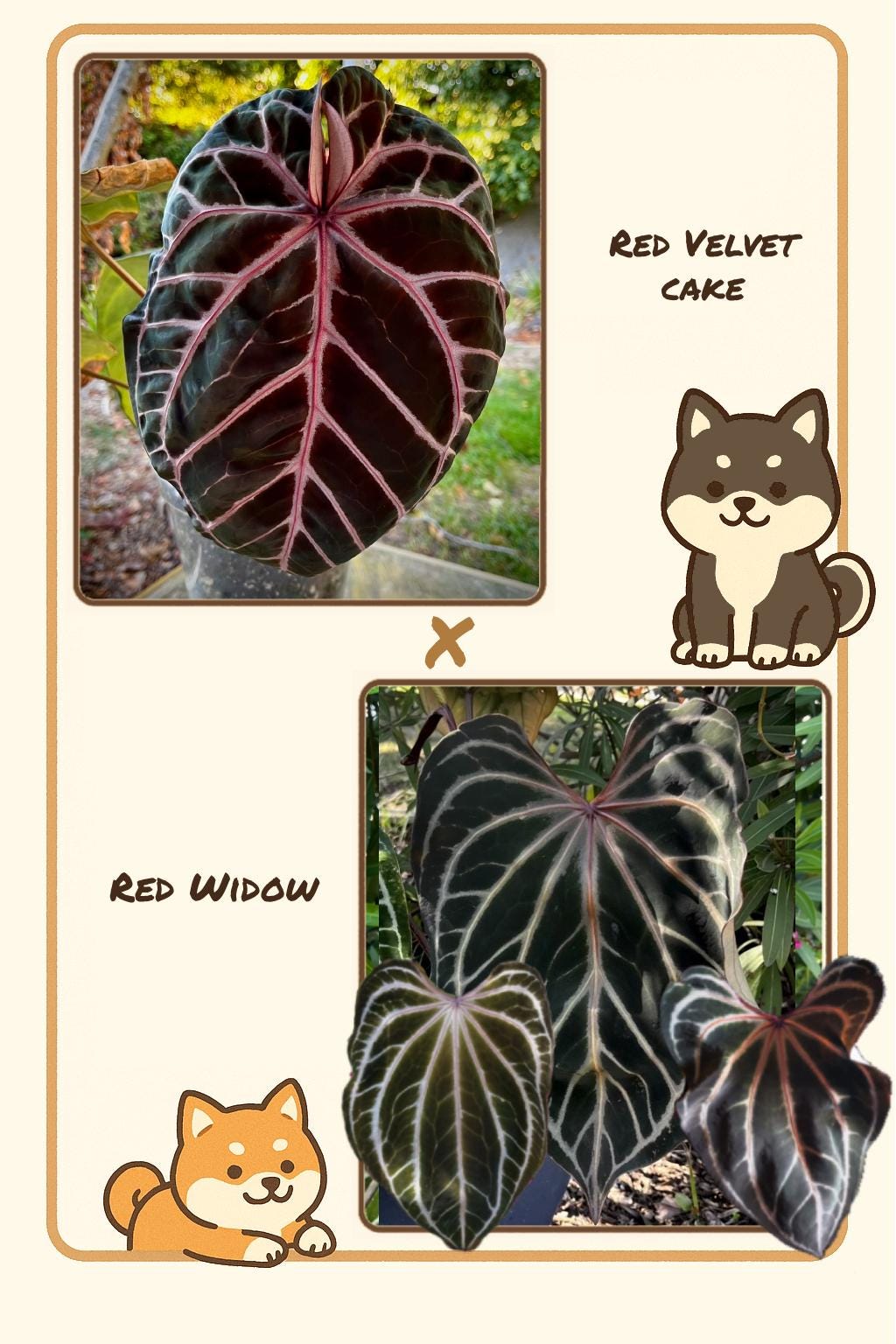 Anthurium Red Velvet - Etsy