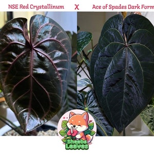 Anthurium NSE Red Crystallinum x Tezula Ace of Spades Dark Form Seedling