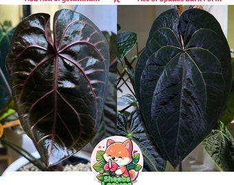 Anthurium NSE Red Crystallinum x Tezula Ace of Spades Dark Form Seedling