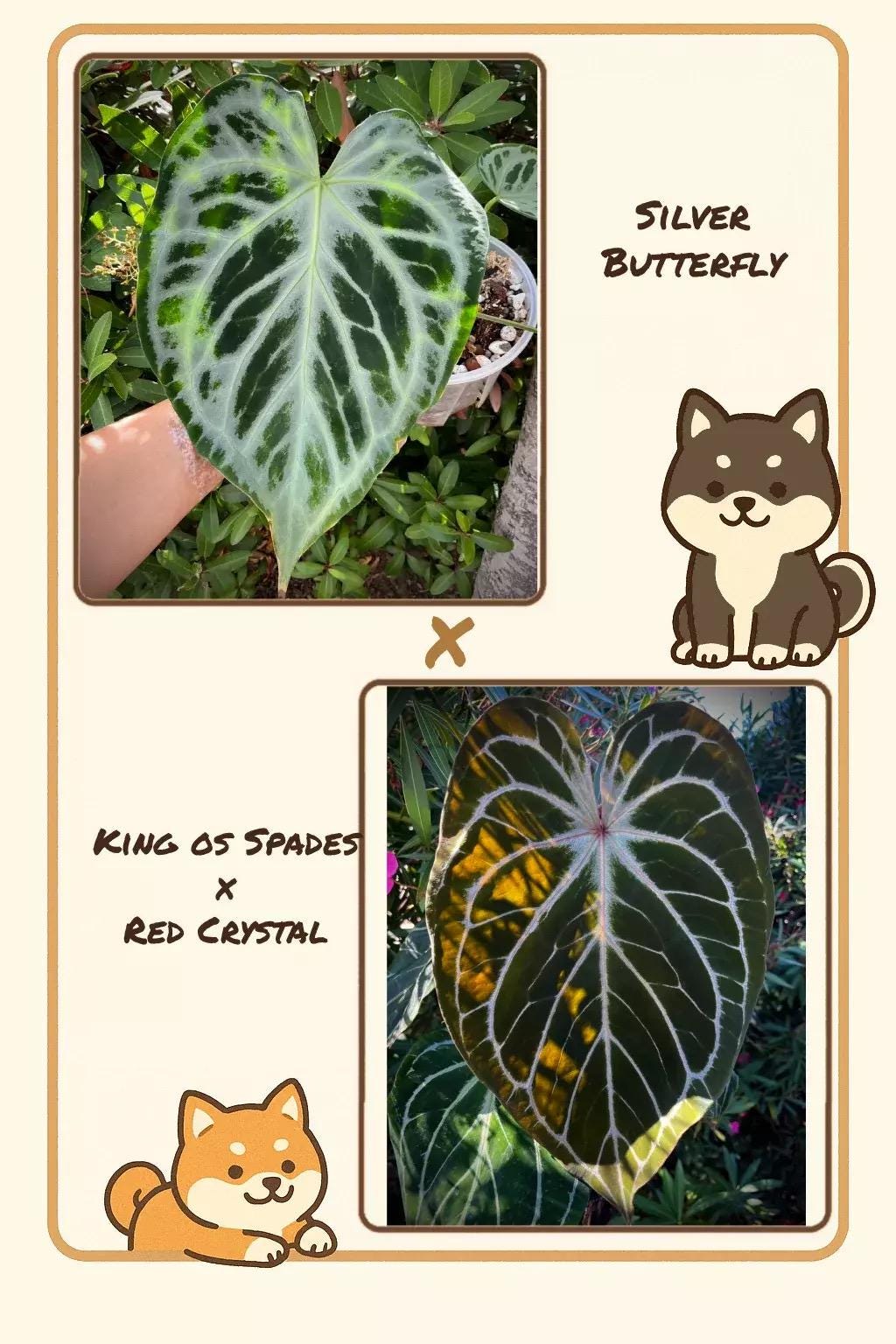 Anthurium King of Spades X Red Crystallinum - Etsy
