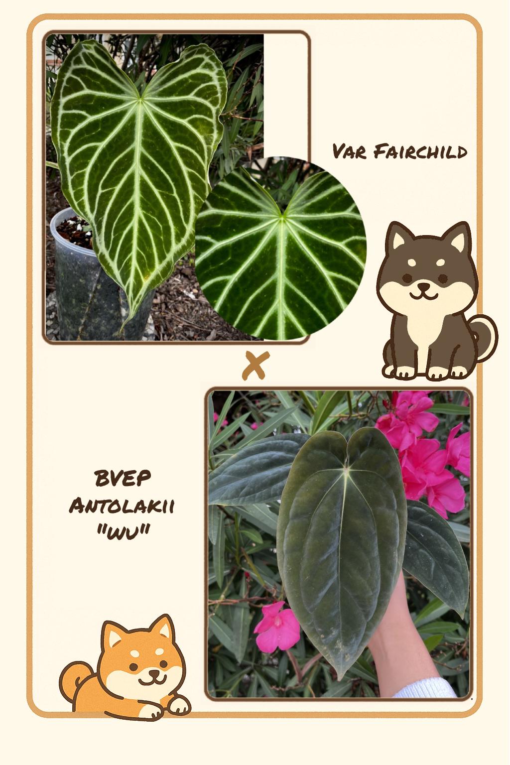 Anthurium Bvep Variegated - Etsy