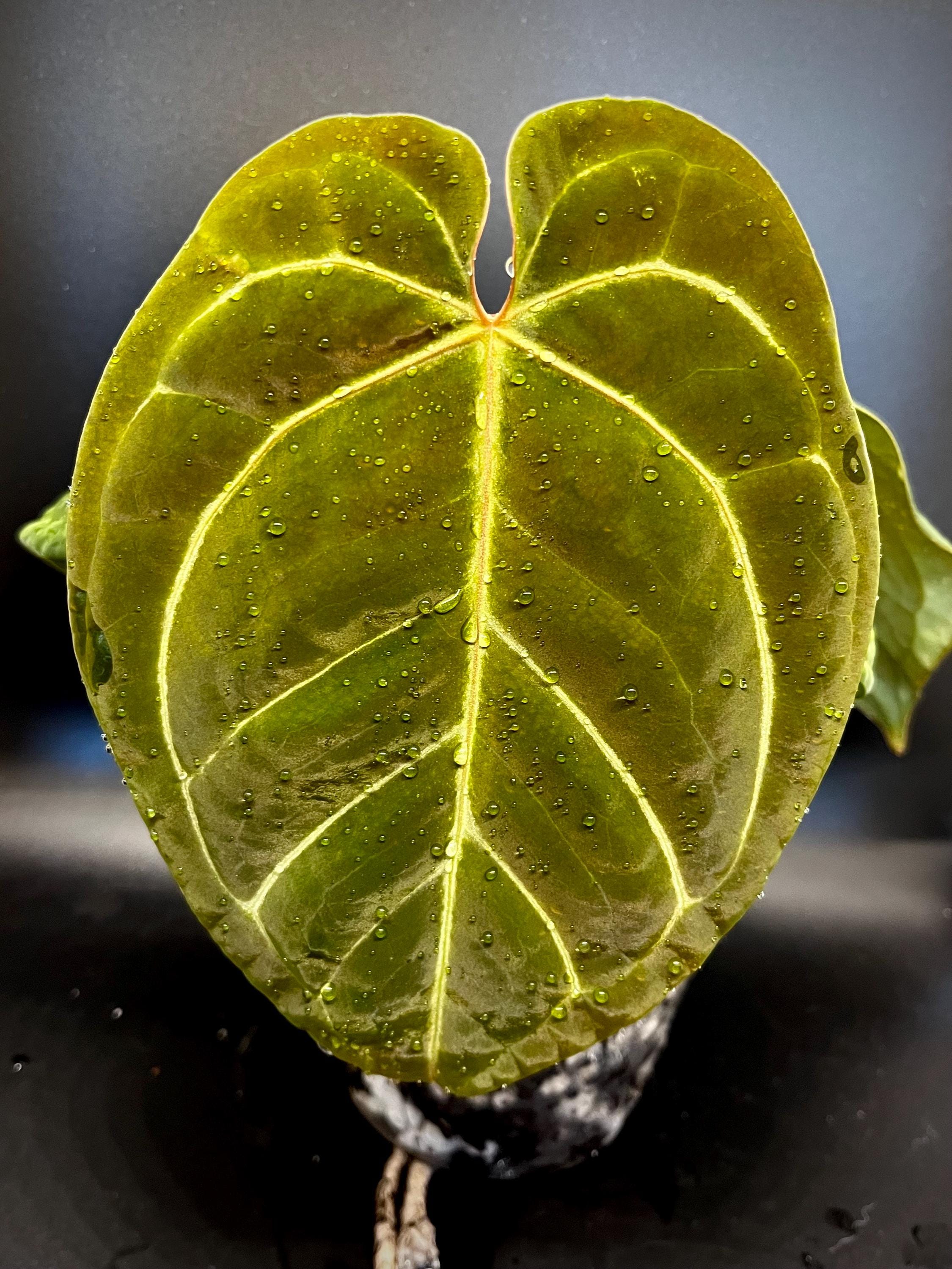 超レア Sarcopyramis parvifolia サルコピラミス パルヴィ