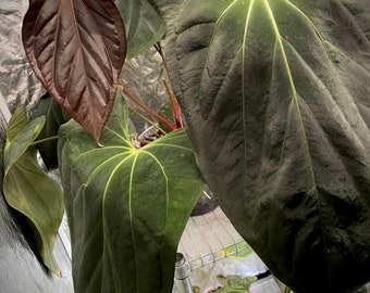 Anthurium Papillilaminum Ree Gardens x NSE Portillae x Hybrid