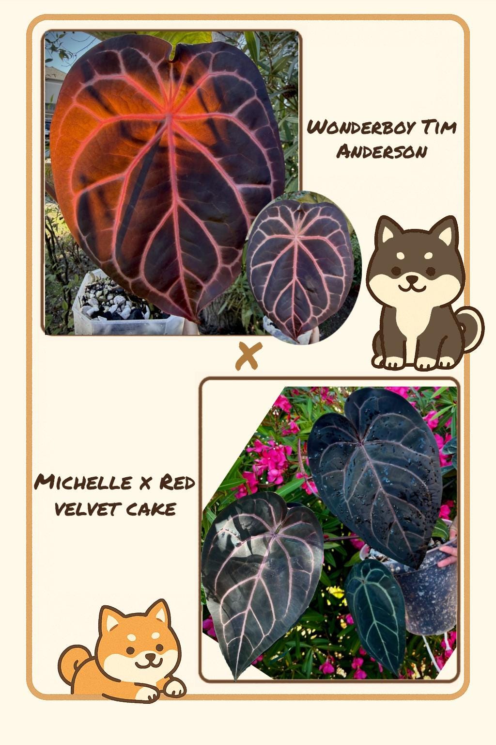 Anthurium Michelle X - Etsy