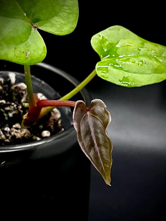 Anthurium (papillilaminum 'ree Gardens' X Dressleri 'rio Anthurium (papillilaminum 'ree Gardens' X Dressleri 'rio
