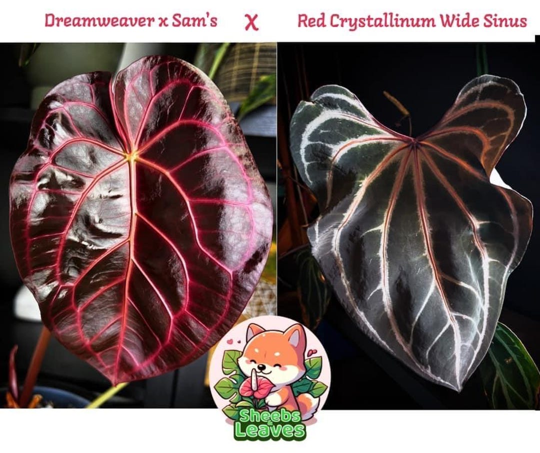 Anthurium (dreamweaver X Sam's) X Red Crystallinum Wide