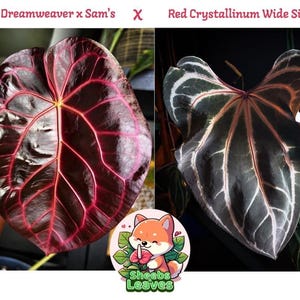 Anthurium (dreamweaver X Sam's) X Red Crystallinum Wide Sinus