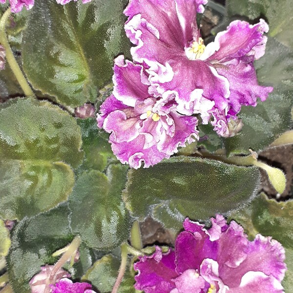 Amadeus African Violet Starter Plant Standard Size