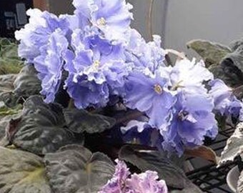 African Violet Standard Size Plant 2 inch Pot Russian Ek- Moskoi Volk (Ek-Sea Wolf)