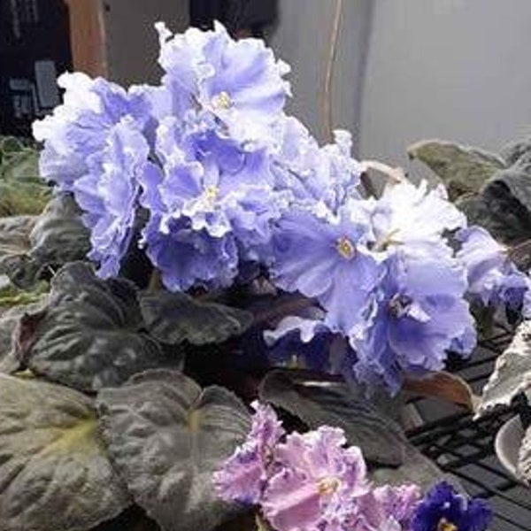 African Violet Standard Size Plant 2 inch Pot Russian Ek- Moskoi Volk (Ek-Sea Wolf)