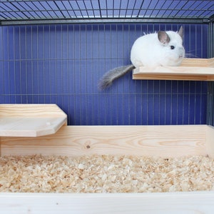 May include: A white chinchilla sits on a wooden shelf inside a cage. The cage has a blue background and a wooden bottom filled with wood shavings.