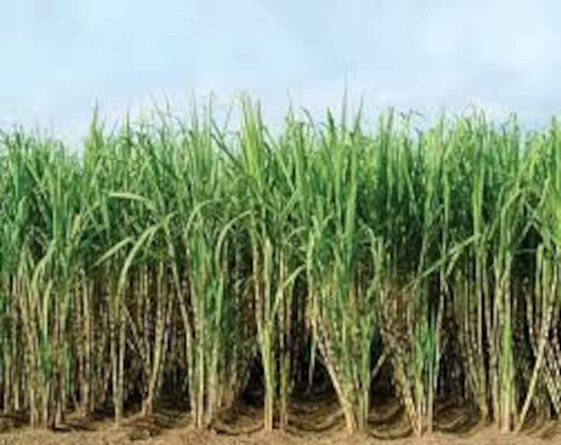 Sugar Cane Plant Grow Box All you need to grow your own Etsy