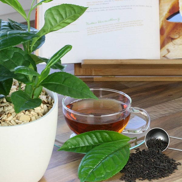 Grow your own Tea "cammelia siniensis" x5 Fres Seeds