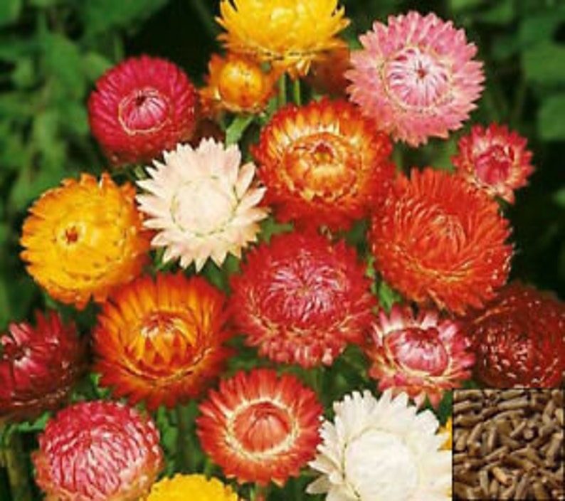 Helichrysum Straw Flower Tom Thumb Mix x15Fresh Seeds. Etsy
