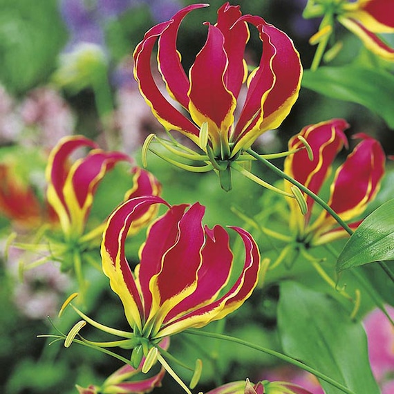 Gloriosa superba Flame Lily Fire Lily 5x Fresh Seed. | Etsy