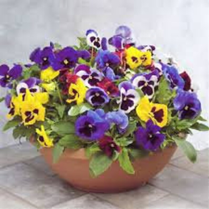 A collection of 6 different seeds for hanging baskets and Etsy