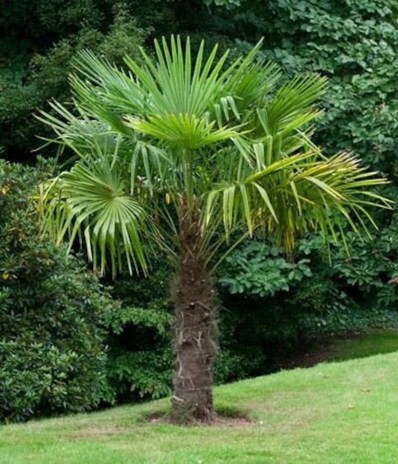 Trachycarpus fortunei Chinese Windmill Palm Chusan Palms Etsy