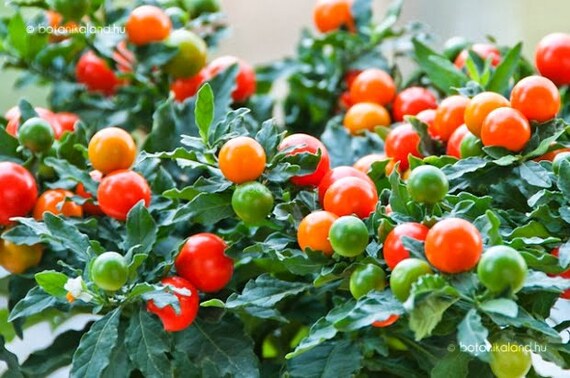 Winter Cherry Solanum Pseudocapsicum X15fresh Seeds Etsy Winter Cherry Solanum Pseudocapsicum X15fresh Seeds Etsy