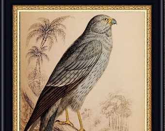 Antique Naturalist Print by Jardine c1840 - Grey Falcon