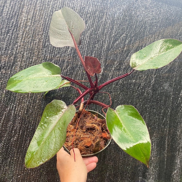 Reverted Pink Princess Philodendron #140