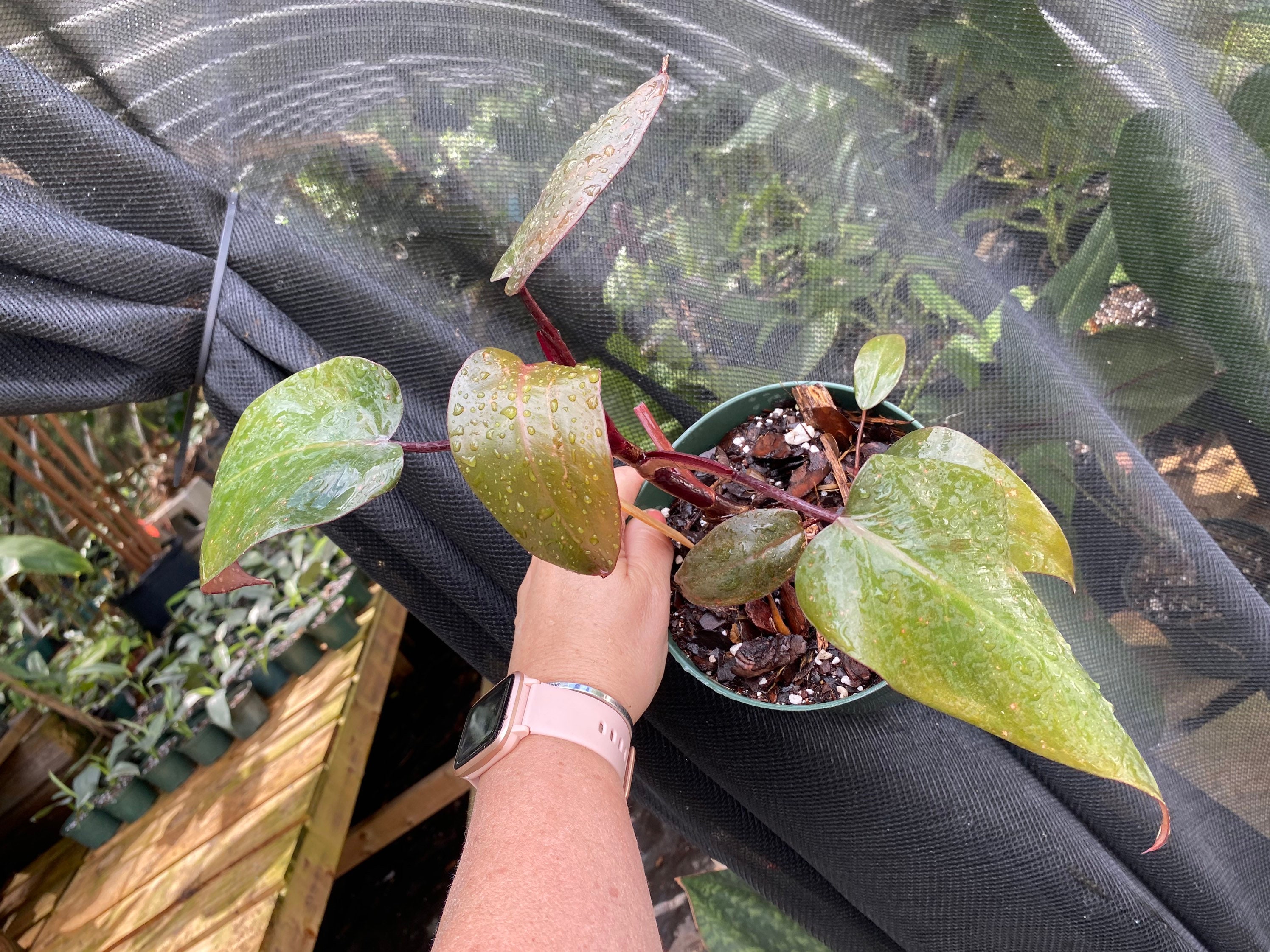 Reverted Pink Princess Philodendron 16 Etsy