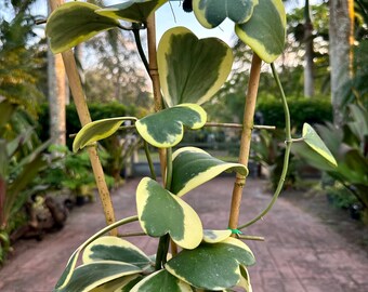 Variegated Hoya Kerii, 6” pot- trellis