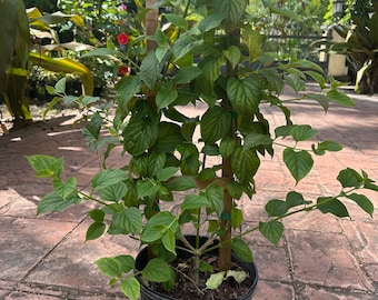 Chinese hat plant, 10” pot - vine/climber. Zone 10B on trellis RED flower