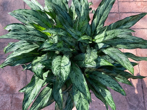 Aglaonema Romeo, 10" Pot - Etsy