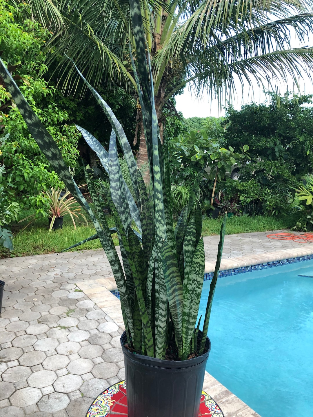 Sansevieria Wintergreen 10 Pot Etsy