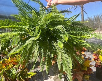 Boston fern, 10” pot/hanging basket