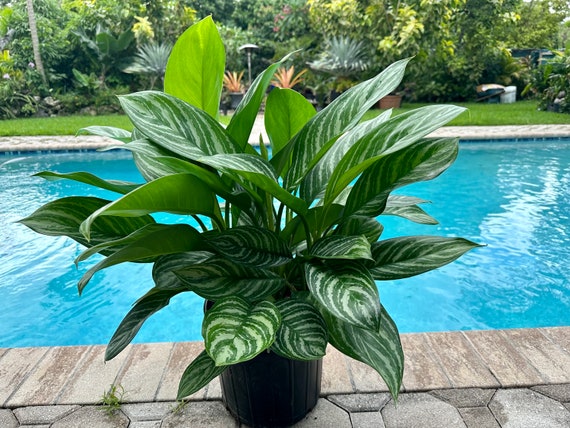 Aglaonema Stripes, 10 Pot - Etsy