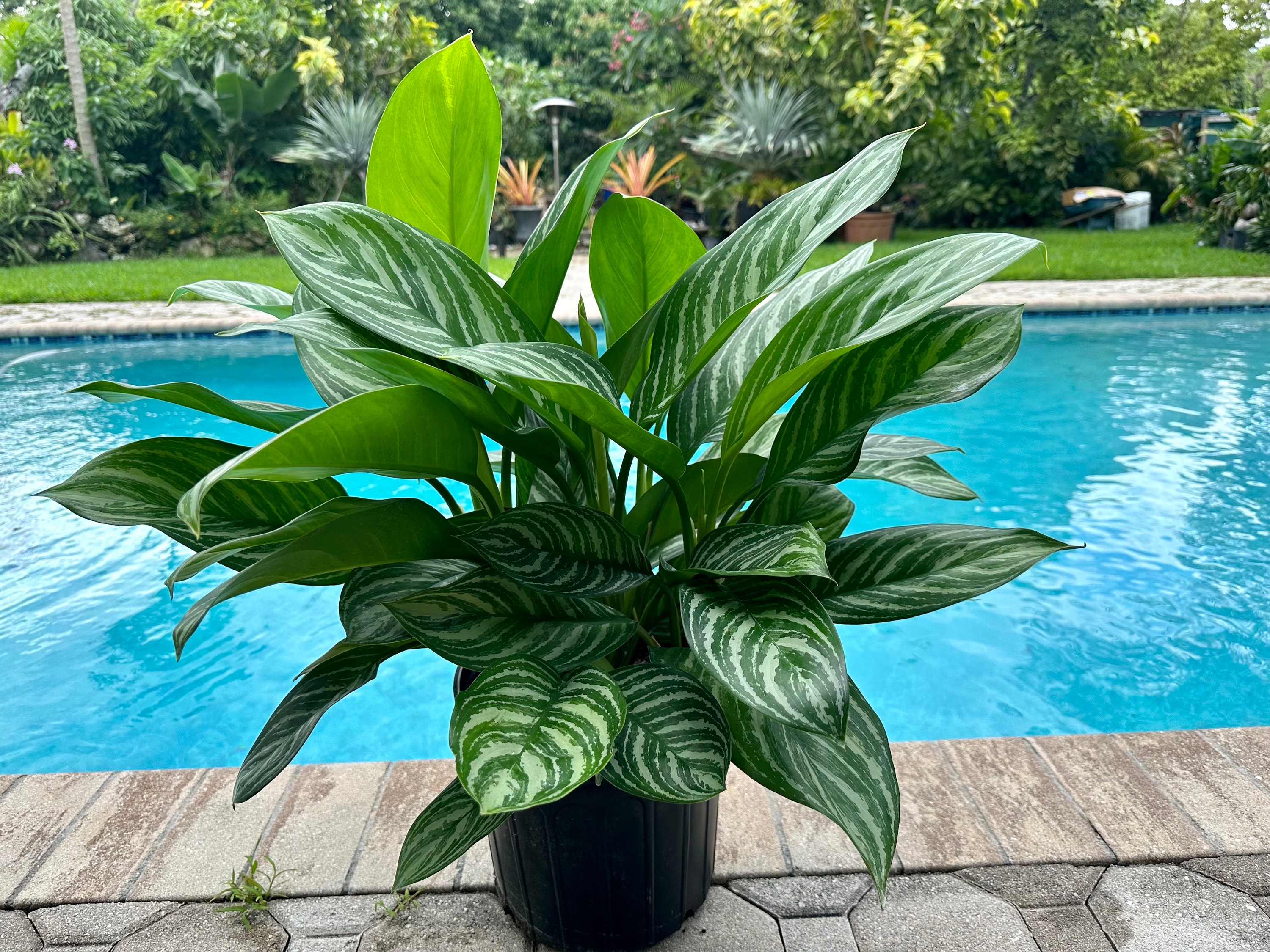 Aglaonema Stripes, 10” Pot - Etsy