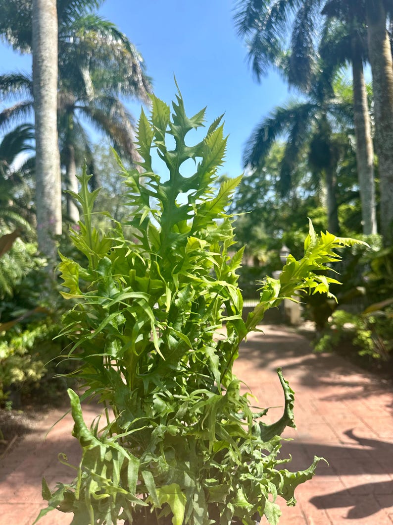 Green Millennium Dragon Wing Fern - Thumbnail 5