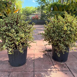 May include: Two potted plants with small, light green and white leaves and reddish stems. The plants are in dark gray plastic pots, sitting on a red brick patio. The background includes greenery and a glimpse of a fence.