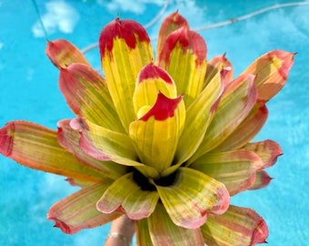 Variegated Hohenbergia ‘Castellanosii’ bromeliad, 6” pot Actual plant Great color