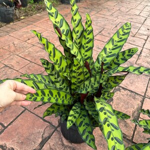 Calathea Lancifolia, 8” pot