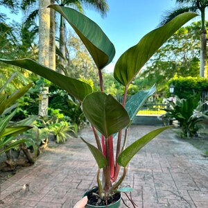 Philodendron Red Congo, 4” pot Large