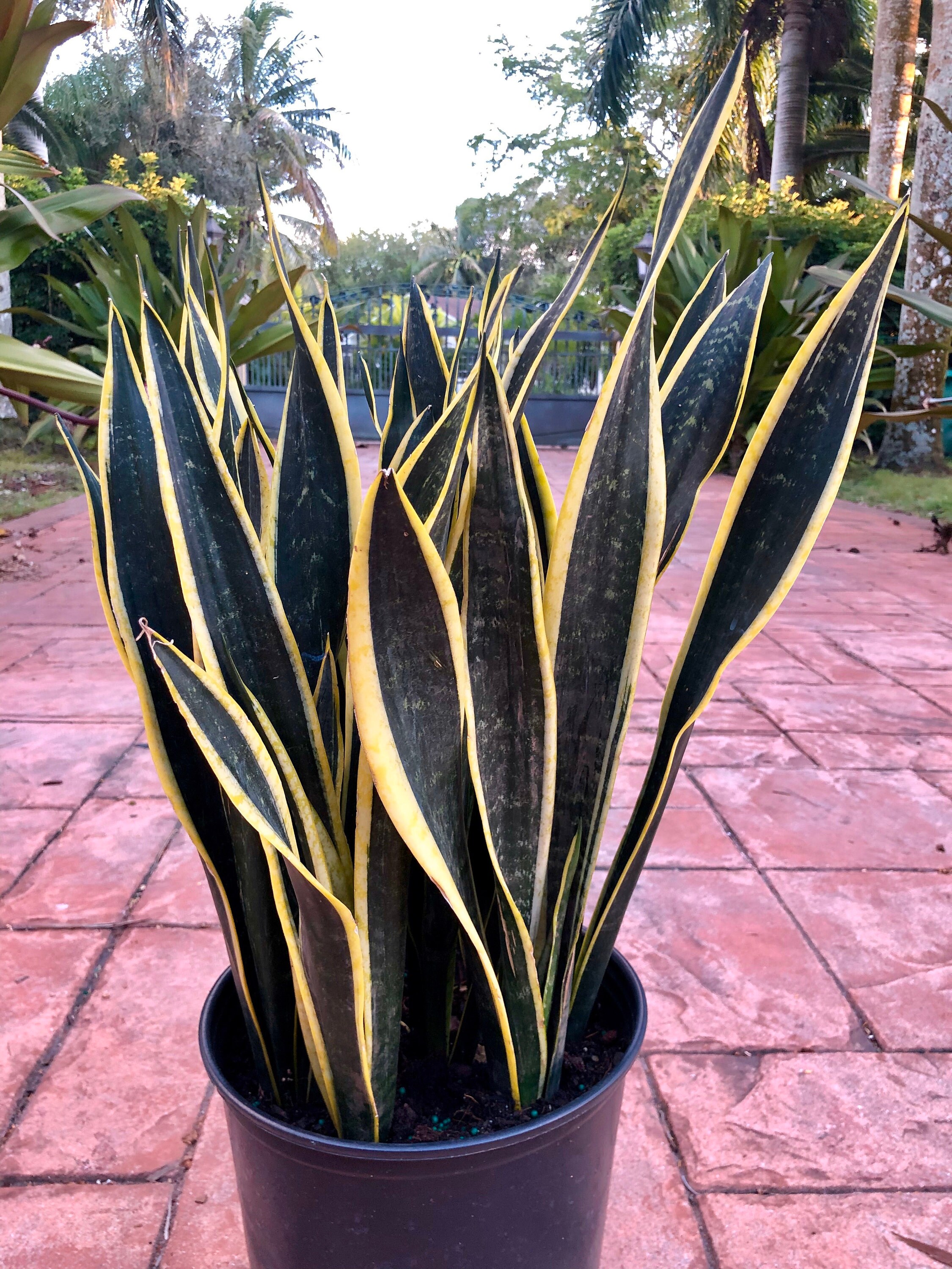 large swiss cheese plant Monstera Deliciosa  Swiss Cheese Plant