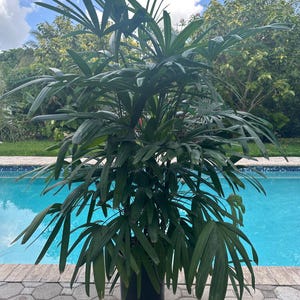 Rhapis palm, Lady Palm, 12” egg can tall pot